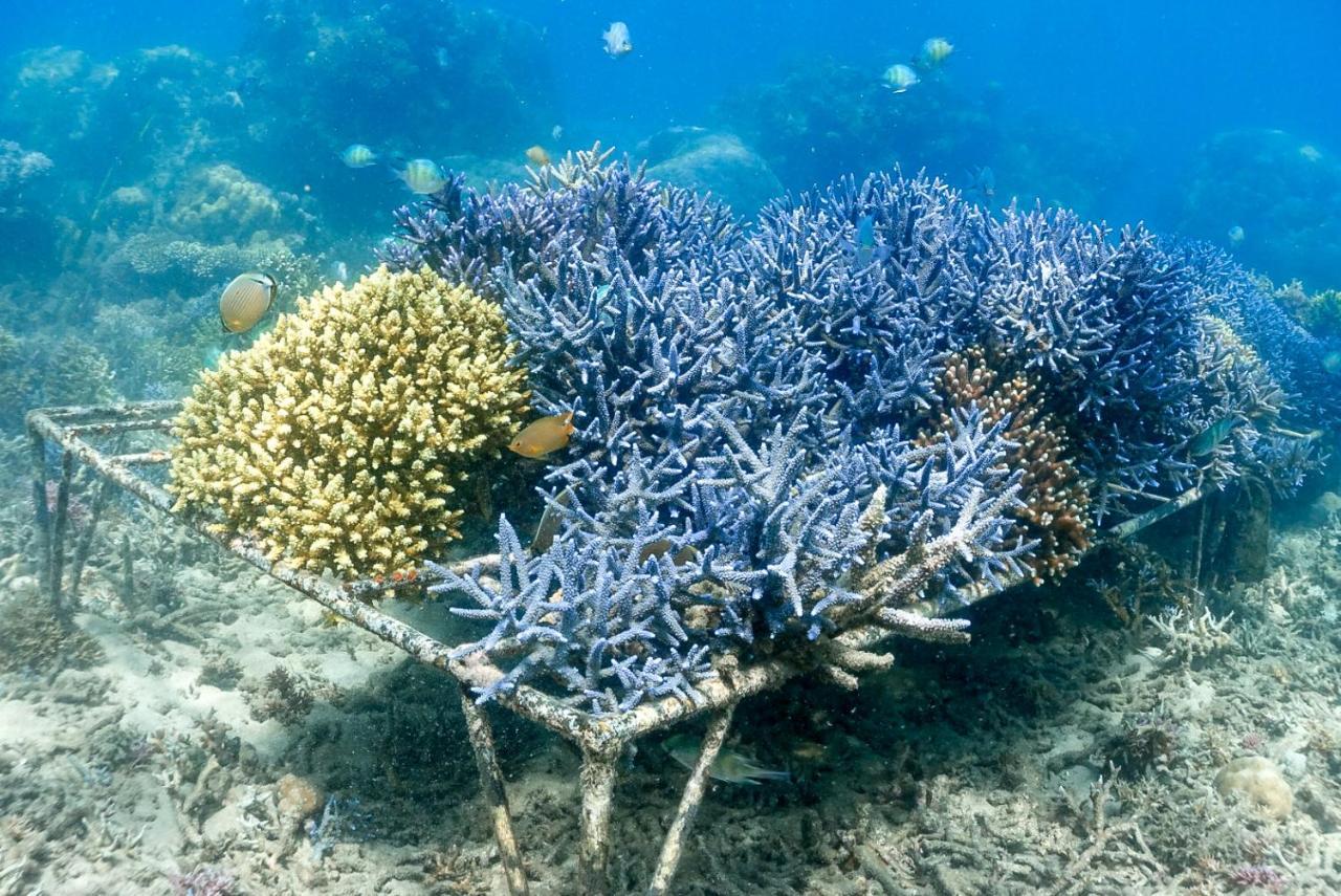 Alam Karang Hotel Gili Gede Exterior foto